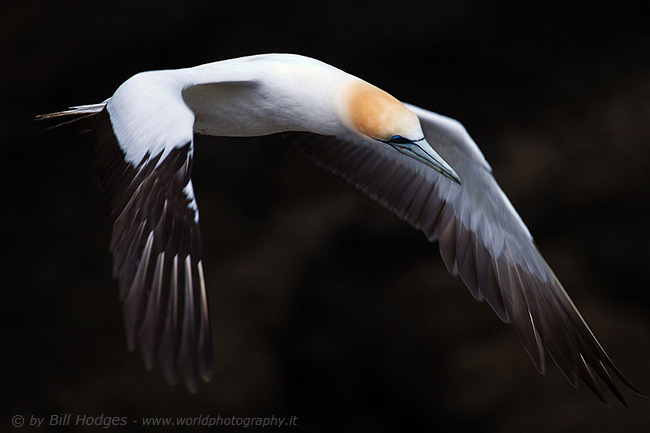 Gannet in Flight